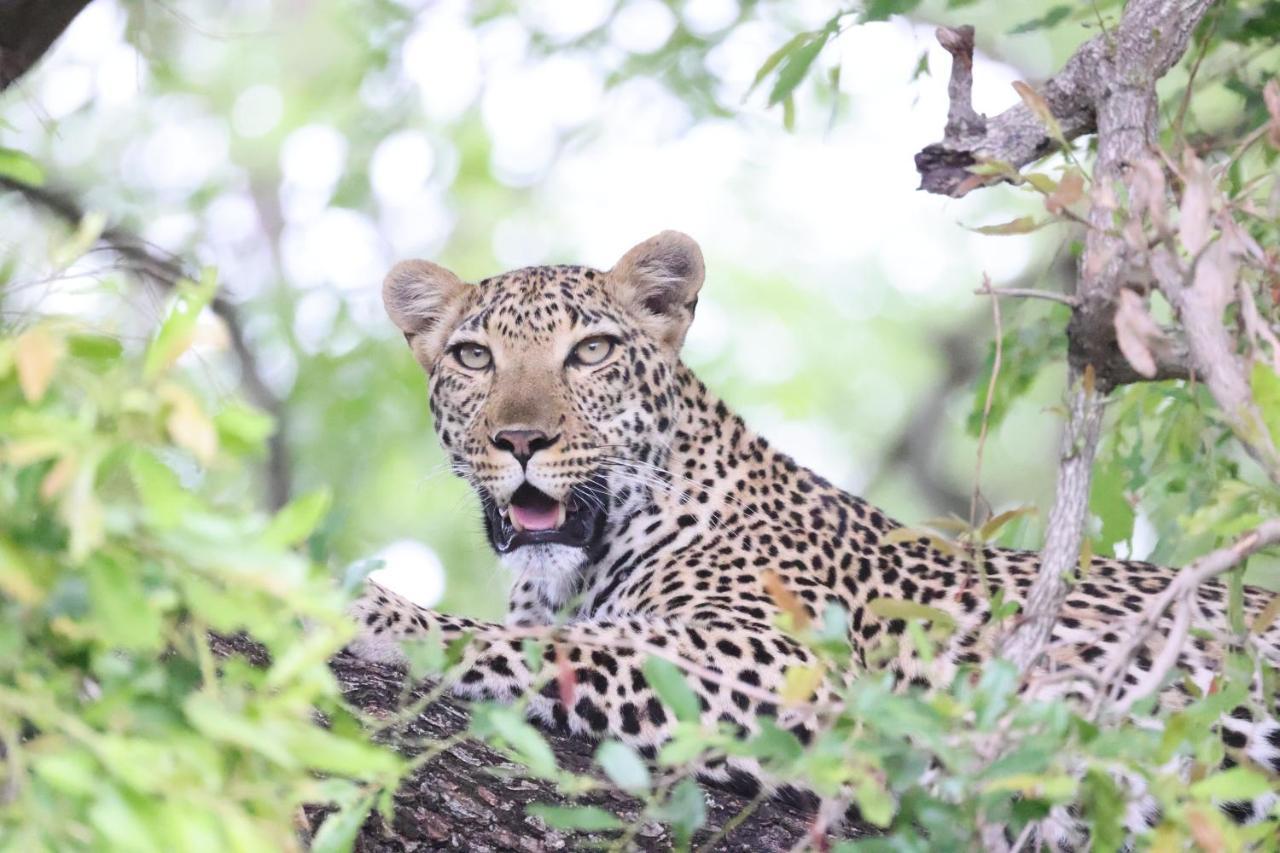 Karongwe Portfolio - Kuname Lodge Karongwe Game Reserve Zewnętrze zdjęcie