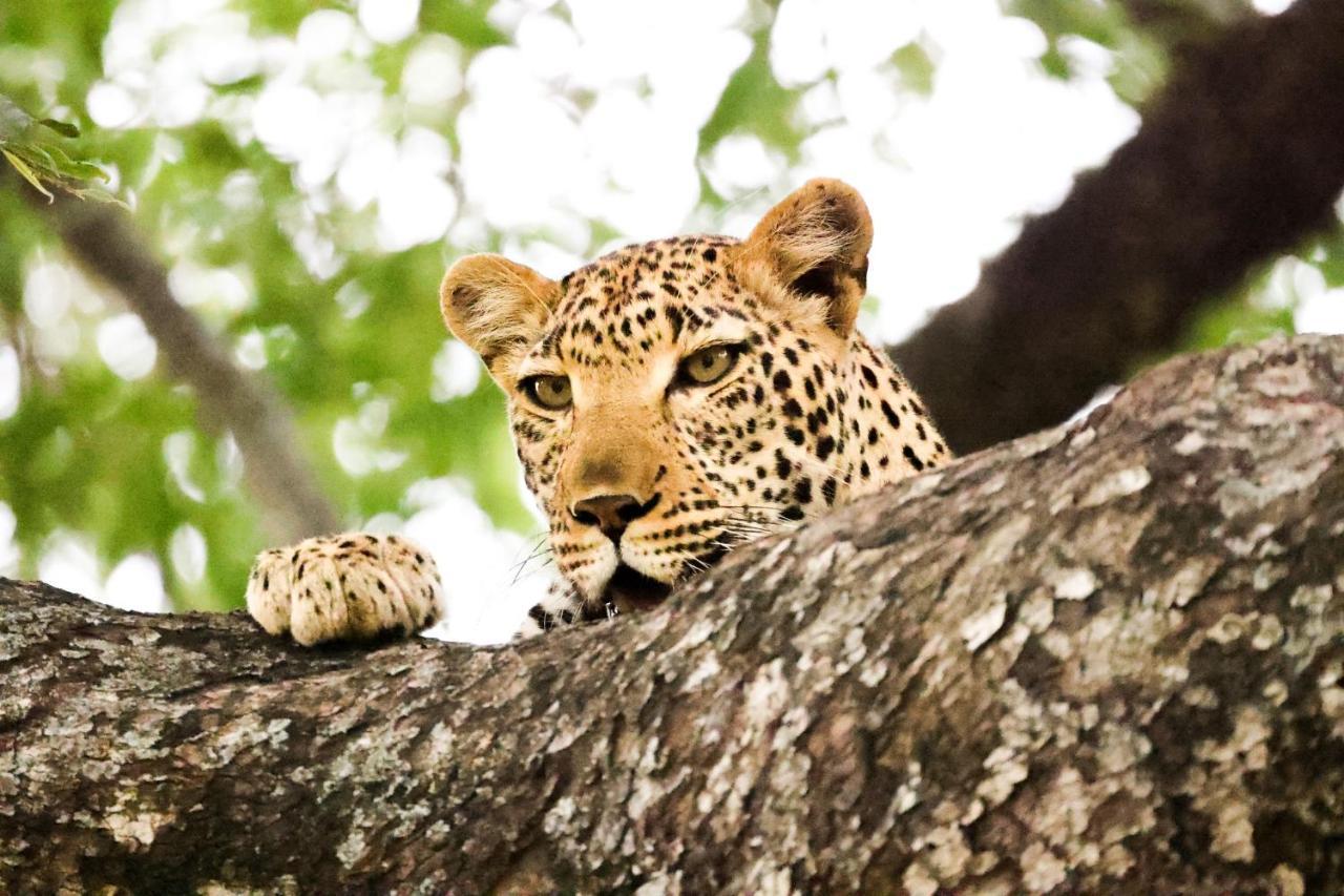 Karongwe Portfolio - Kuname Lodge Karongwe Game Reserve Zewnętrze zdjęcie