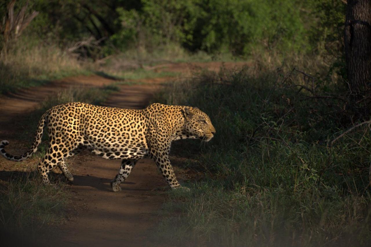 Karongwe Portfolio - Kuname Lodge Karongwe Game Reserve Zewnętrze zdjęcie