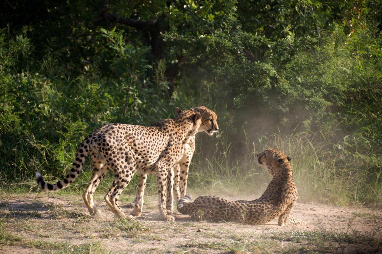 Karongwe Portfolio - Kuname Lodge Karongwe Game Reserve Zewnętrze zdjęcie