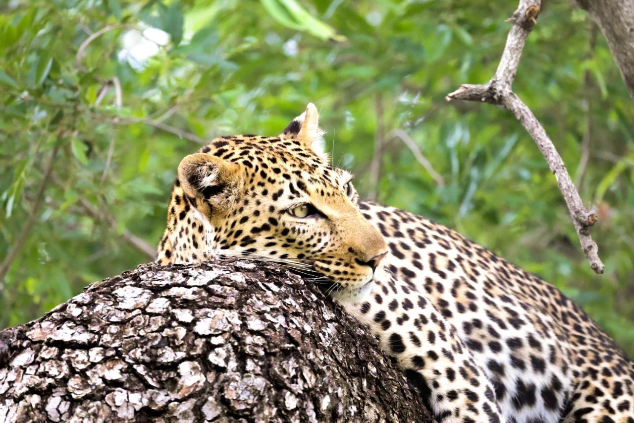 Karongwe Portfolio - Kuname Lodge Karongwe Game Reserve Zewnętrze zdjęcie