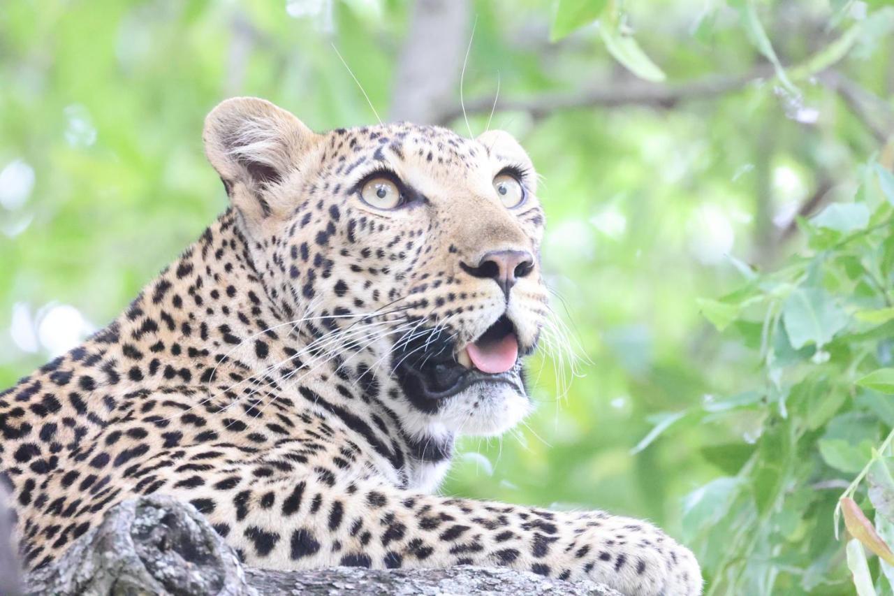 Karongwe Portfolio - Kuname Lodge Karongwe Game Reserve Zewnętrze zdjęcie