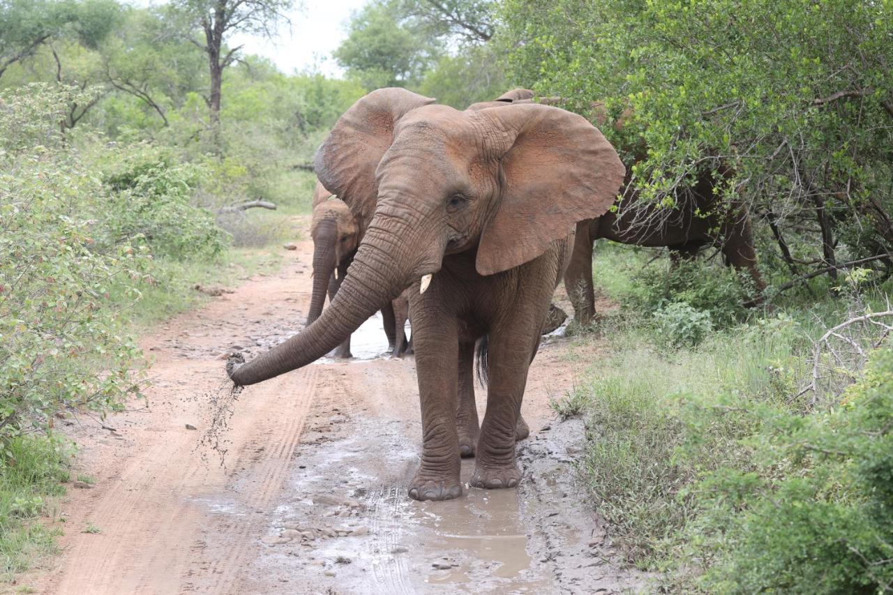 Karongwe Portfolio - Kuname Lodge Karongwe Game Reserve Zewnętrze zdjęcie