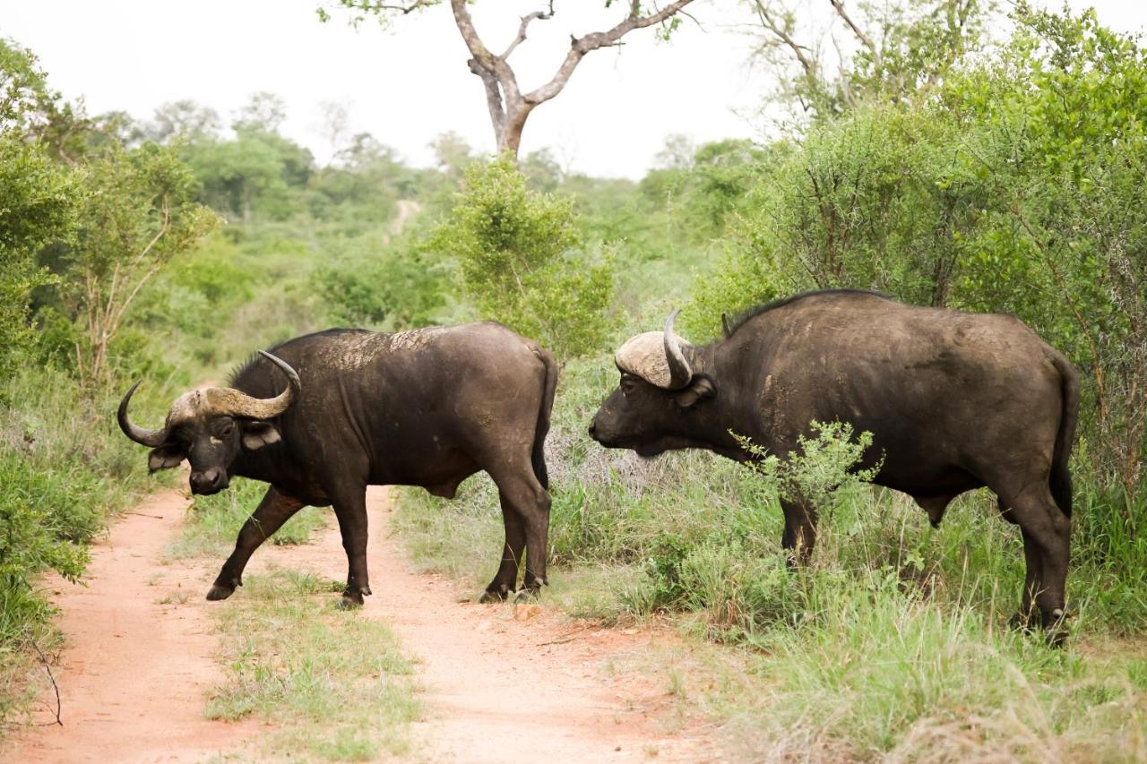 Karongwe Portfolio - Kuname Lodge Karongwe Game Reserve Zewnętrze zdjęcie