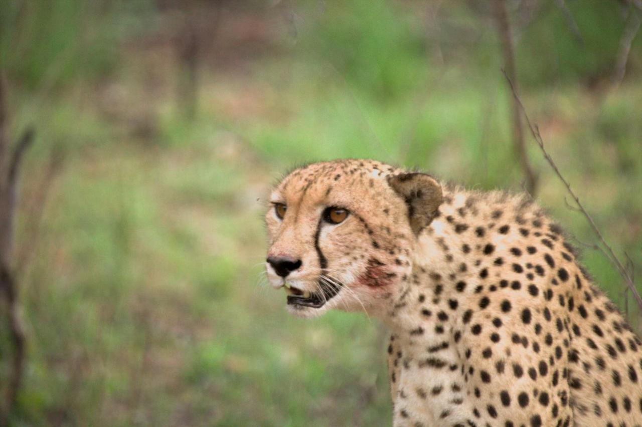 Karongwe Portfolio - Kuname Lodge Karongwe Game Reserve Zewnętrze zdjęcie