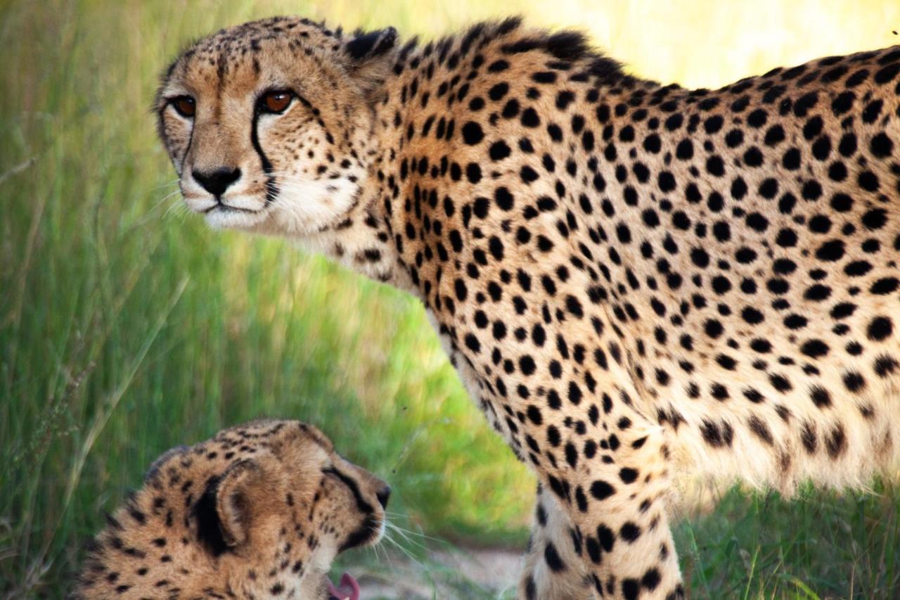 Karongwe Portfolio - Kuname Lodge Karongwe Game Reserve Zewnętrze zdjęcie