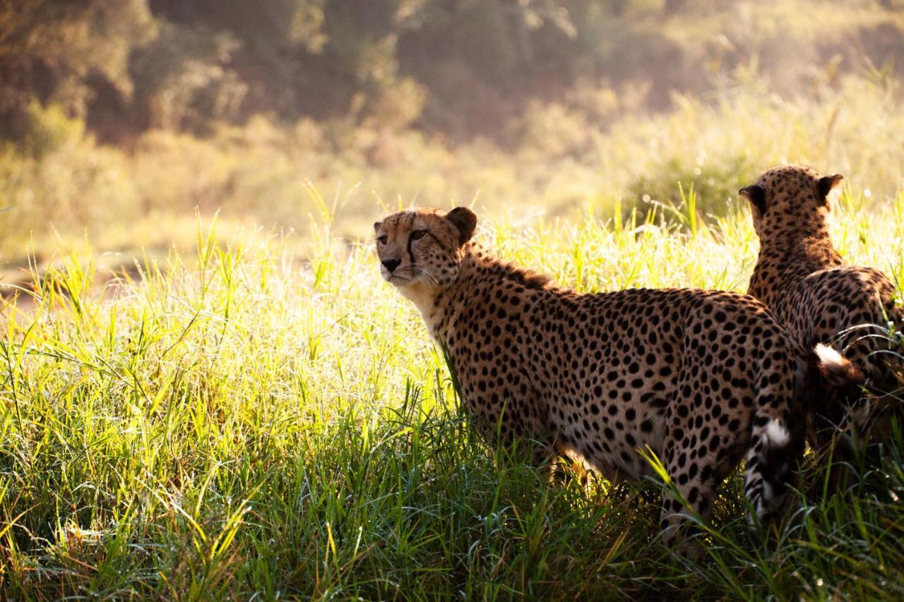 Karongwe Portfolio - Kuname Lodge Karongwe Game Reserve Zewnętrze zdjęcie