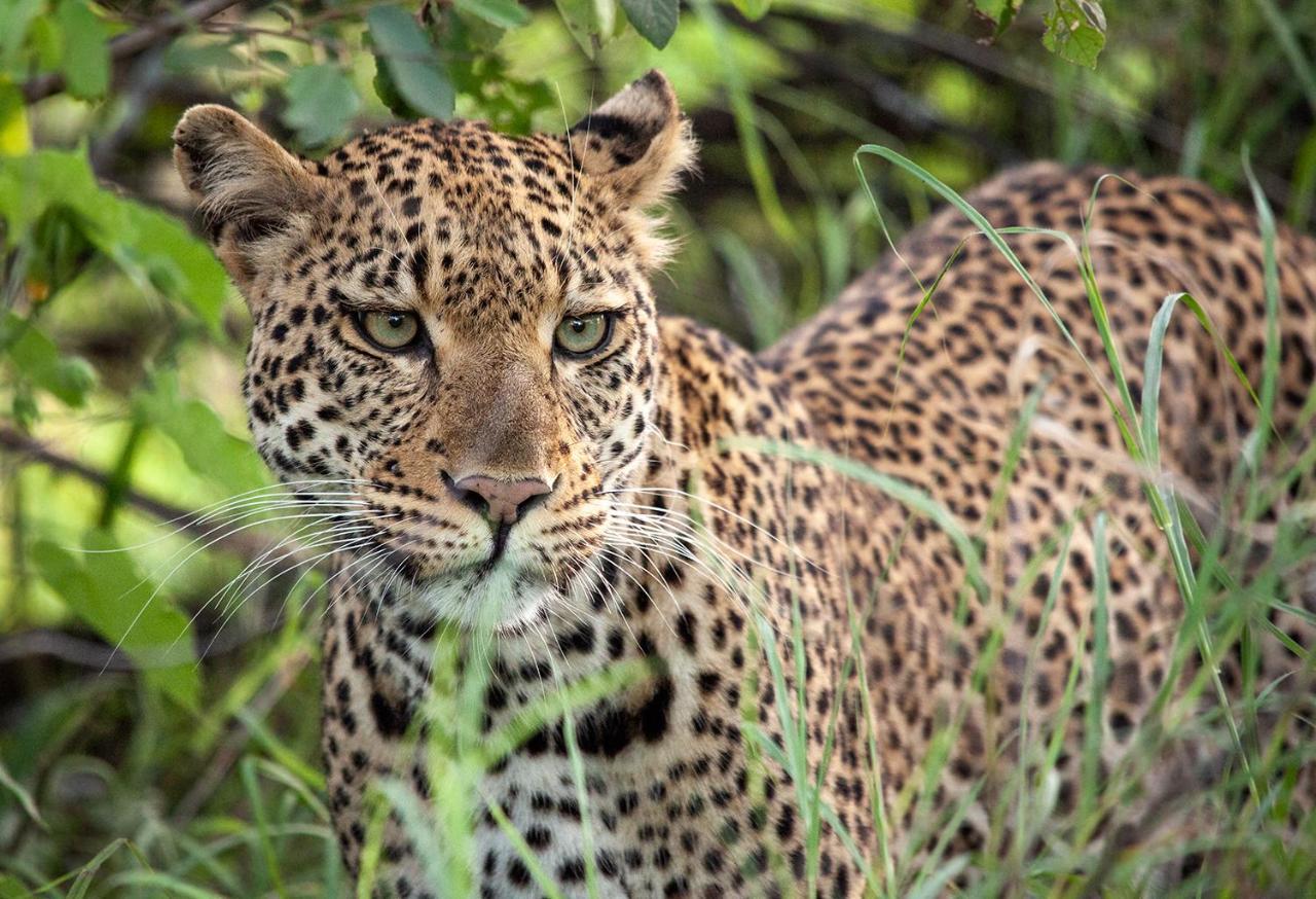 Karongwe Portfolio - Kuname Lodge Karongwe Game Reserve Zewnętrze zdjęcie