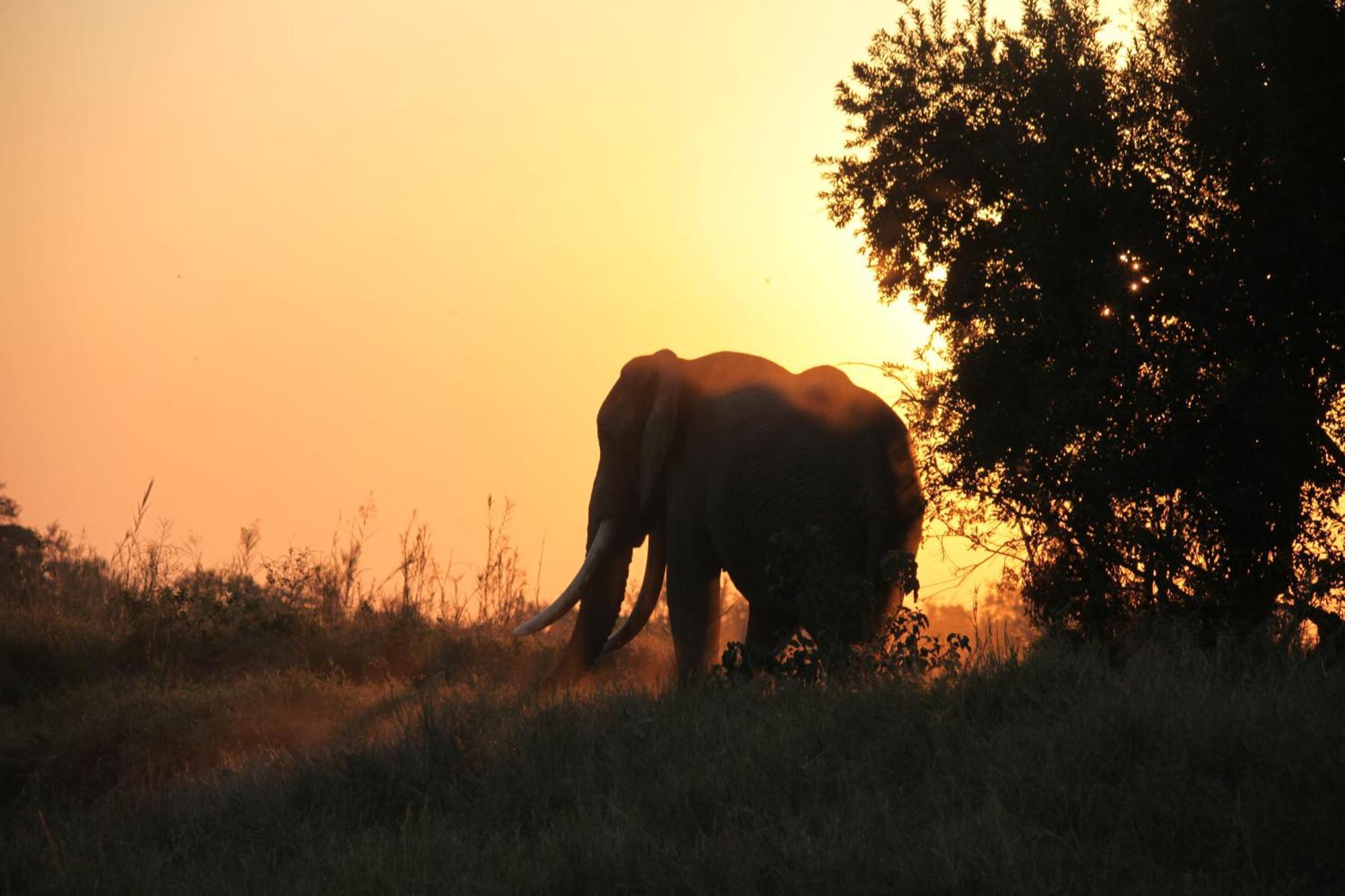 Karongwe Portfolio - Kuname Lodge Karongwe Game Reserve Zewnętrze zdjęcie