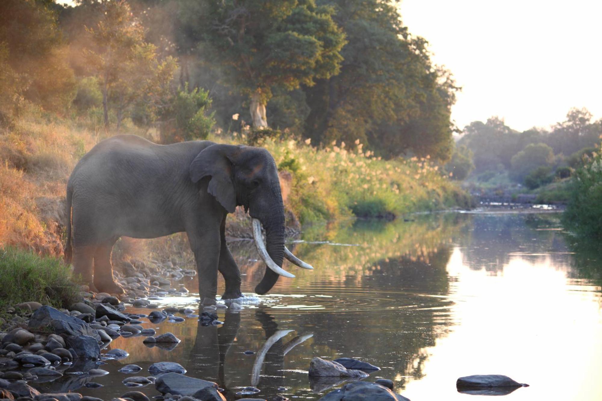 Karongwe Portfolio - Kuname Lodge Karongwe Game Reserve Zewnętrze zdjęcie