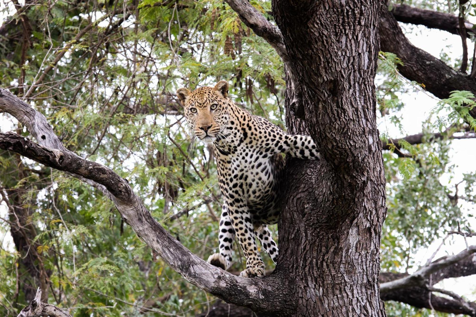 Karongwe Portfolio - Kuname Lodge Karongwe Game Reserve Zewnętrze zdjęcie