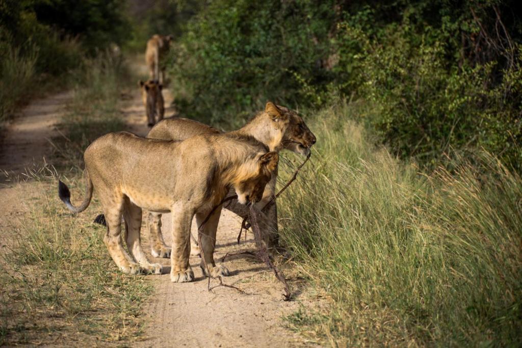 Karongwe Portfolio - Kuname Lodge Karongwe Game Reserve Zewnętrze zdjęcie