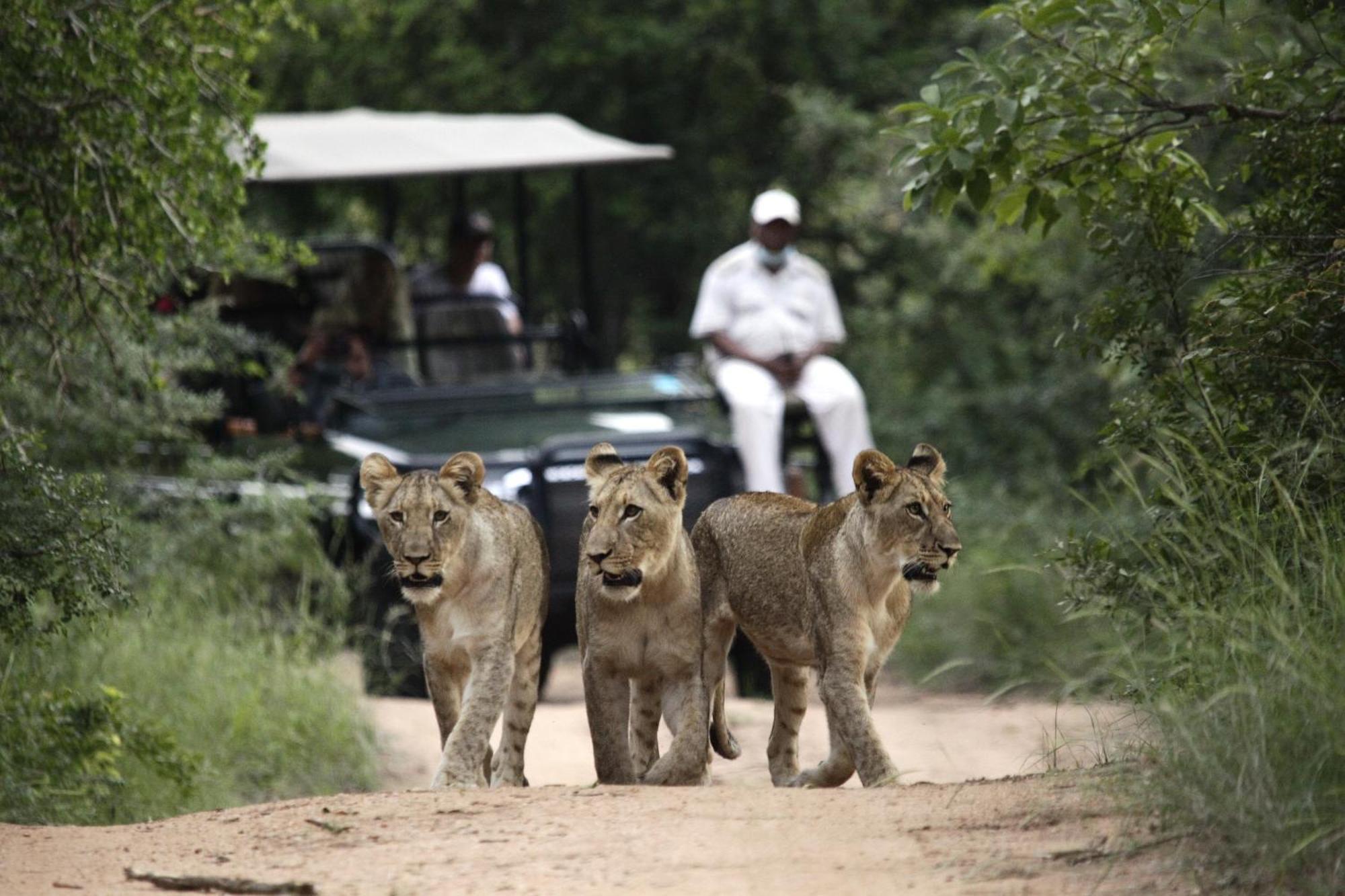 Karongwe Portfolio - Kuname Lodge Karongwe Game Reserve Zewnętrze zdjęcie